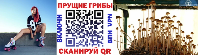 Псилоцибиновые грибы MAGIC MUSHROOMS darknet телеграм Славск